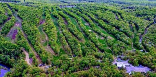 Vista aérea de una zona boscosa con filas de árboles bien definidas y un edificio pequeño.