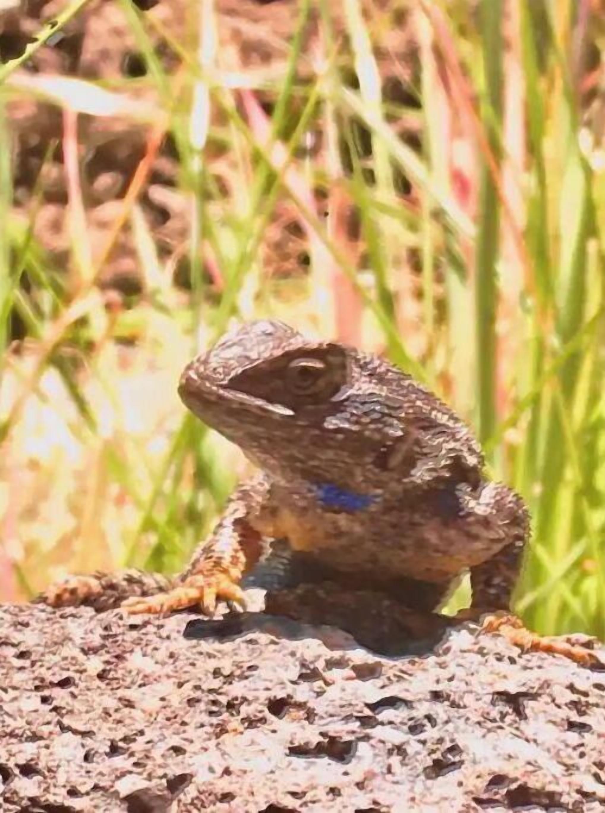 A frog on a rock.