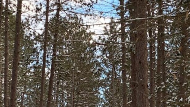 Una cabaña de madera rodeada de altos pinos en un bosque nevado.