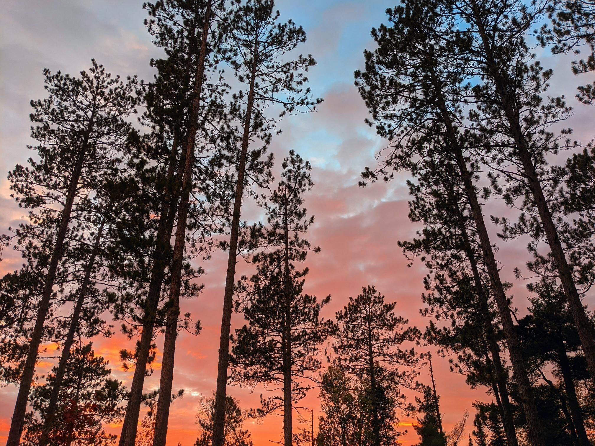 Private cabin in the woods near a serene creek and towering pine trees.
