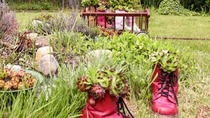 Un jardín con botas rojas y diversas plantas.