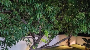 Uma árvore com folhagem densa em um espaço interno bem iluminado.