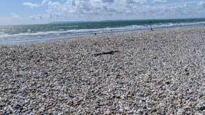 Una spiaggia di ciottoli con cielo sereno e un gabbiano in volo.