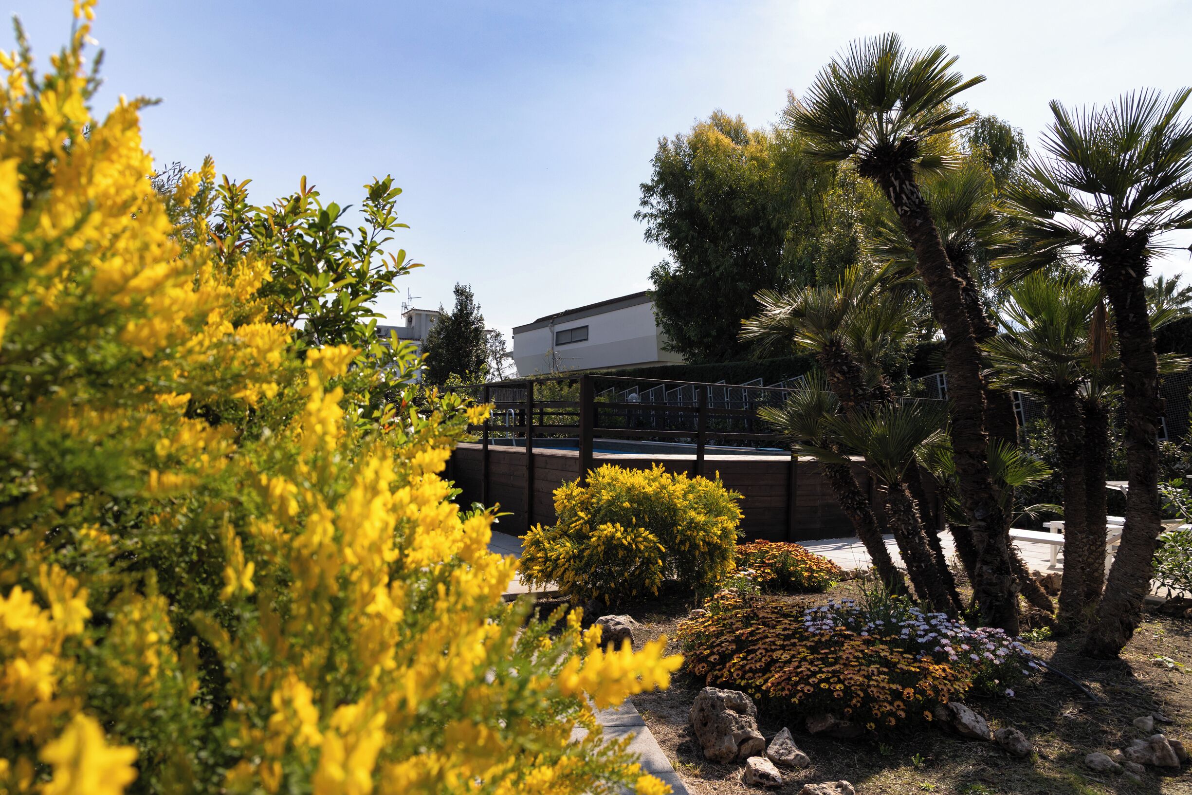 A landscaped garden with various plants and trees, including palm trees and yellow flowering shrubs.
