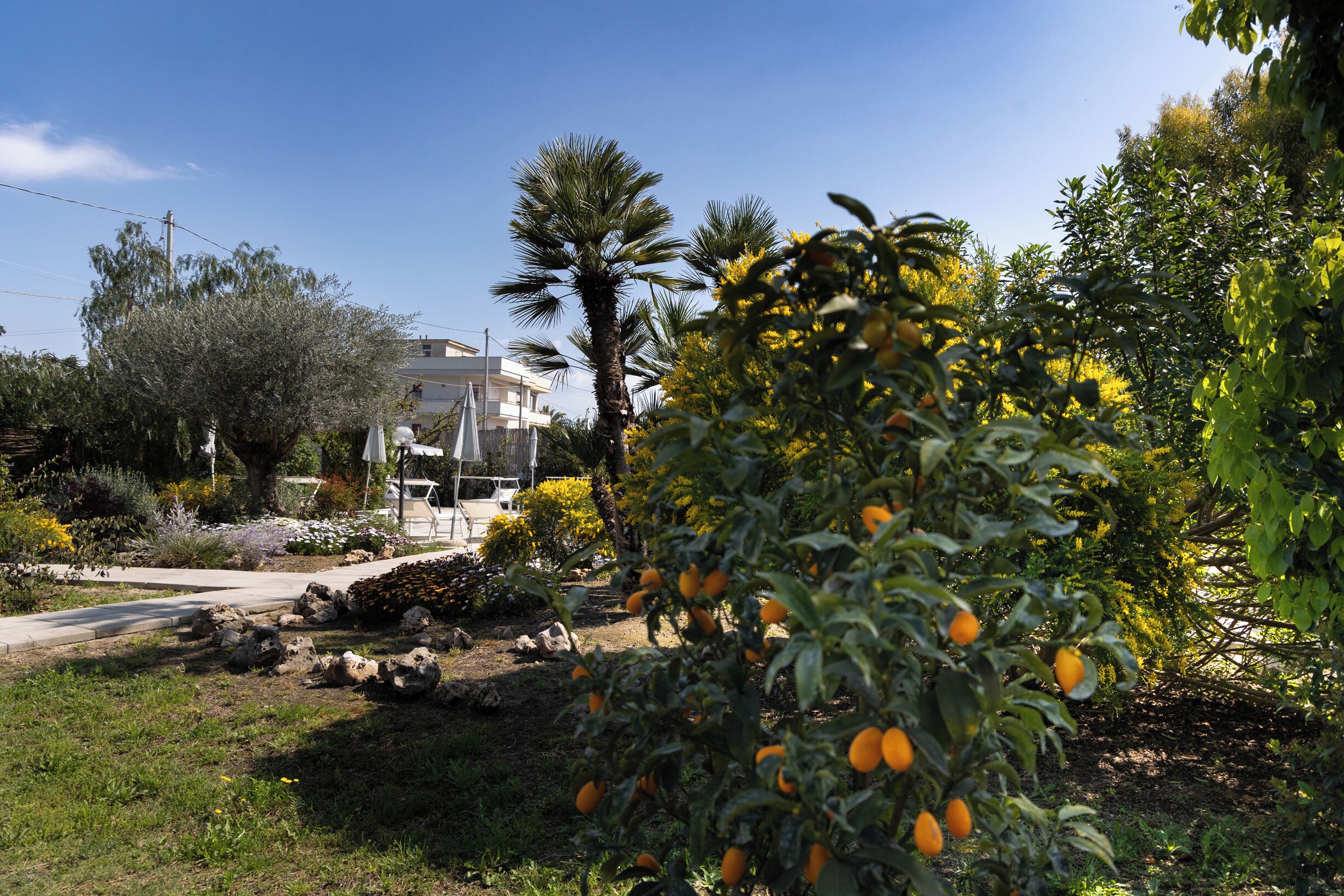 A garden with orange trees, a palm tree, and a building in the background.