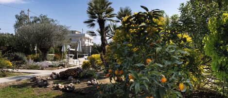 A garden with orange trees, a palm tree, and a building in the background.