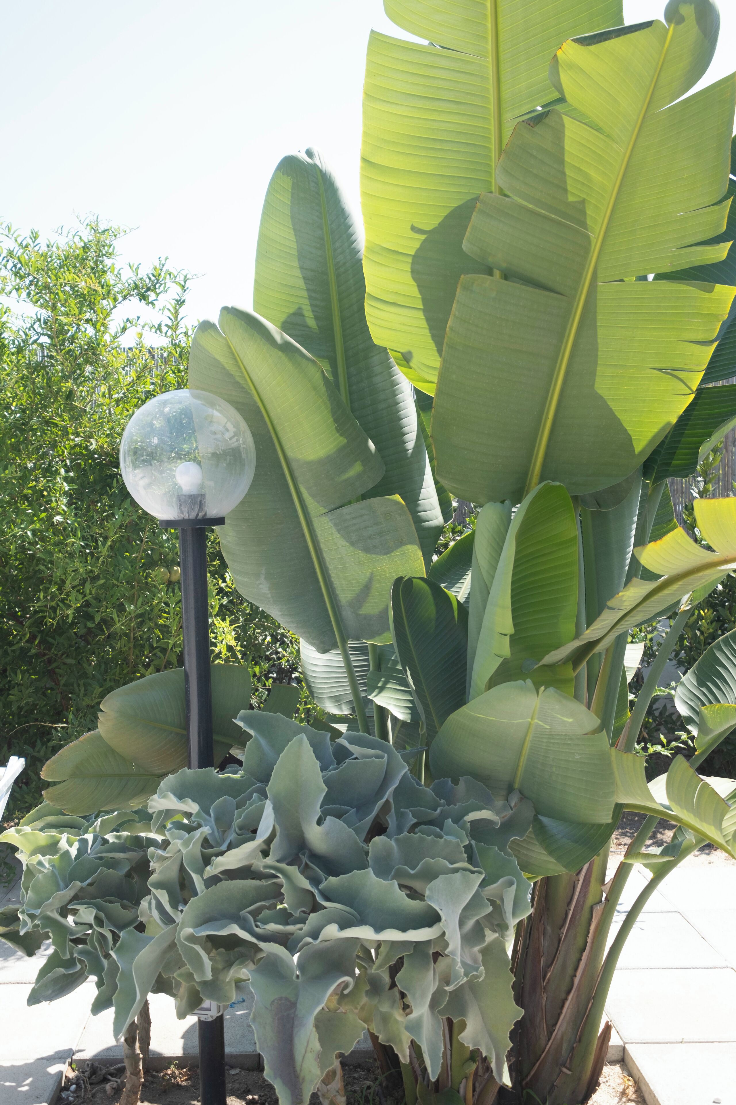 A large plant with broad leaves and a spherical object on a pole.