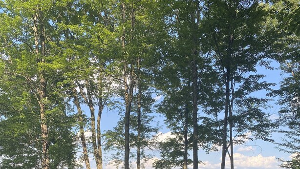 Una zona de estar con dos sillas Adirondack y un brasero, rodeada de árboles y vistas a un paisaje boscoso.