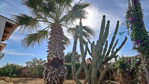 Een tuin met een palmboom en cactussen, omringd door een stenen muur en diverse planten.