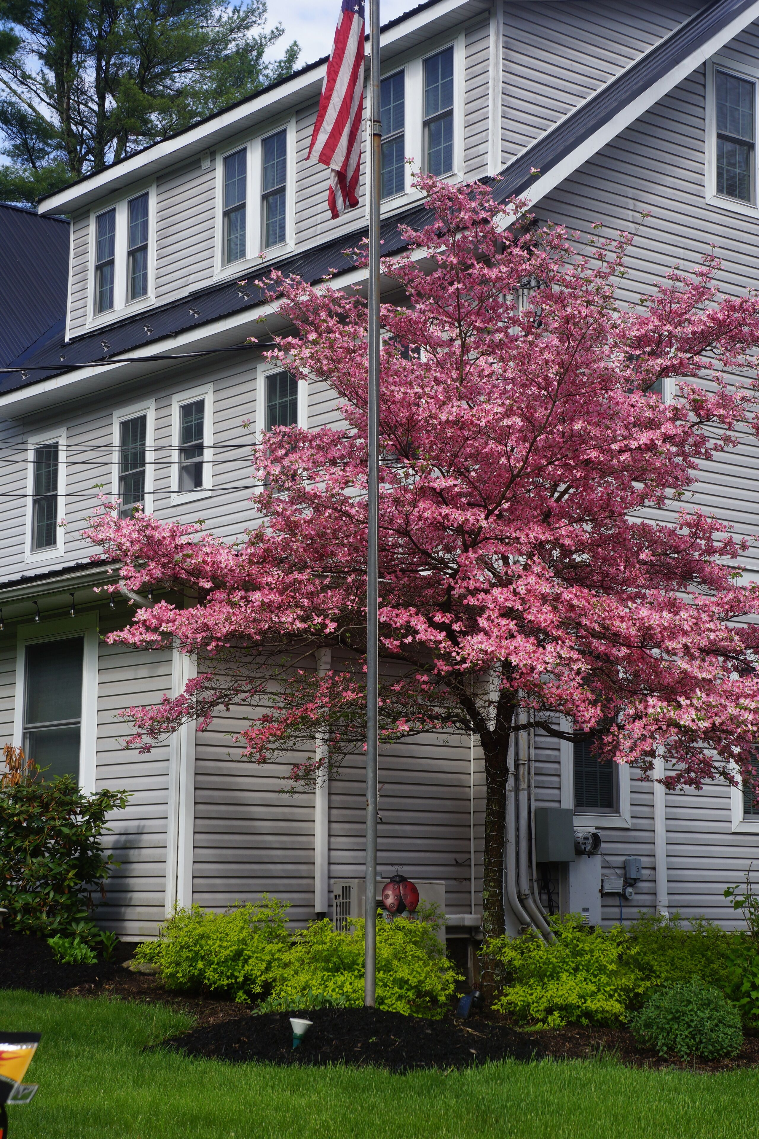A two-story house with a flagpole and a blooming tree in front.