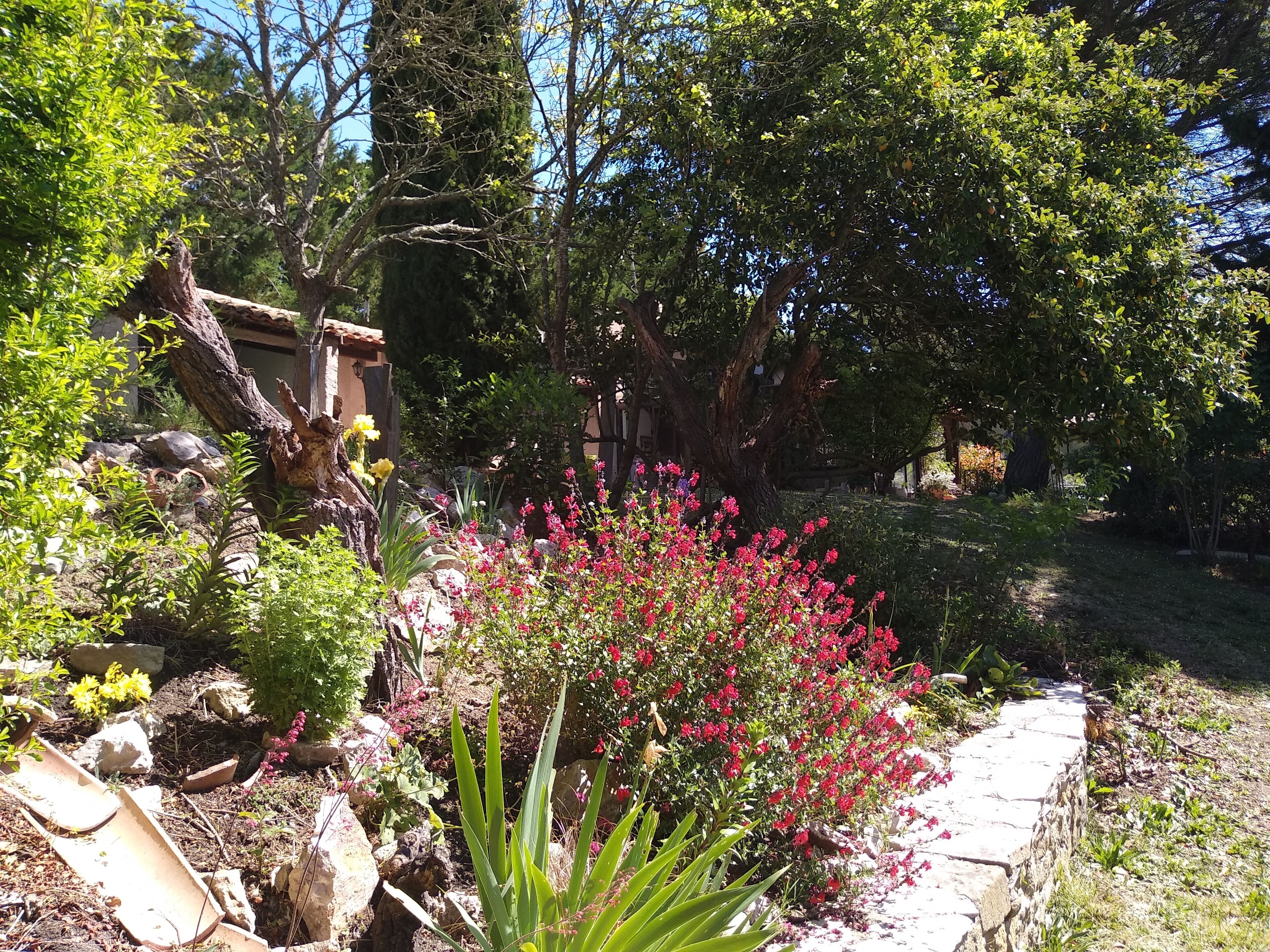 Un jardin avec différentes sortes de plantes et un sentier en pierre.