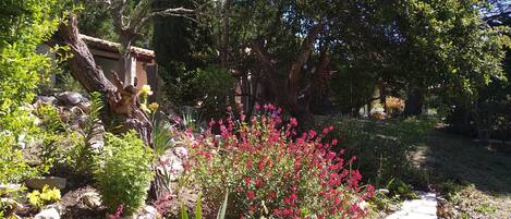 Un jardin avec différentes sortes de plantes et un sentier en pierre.