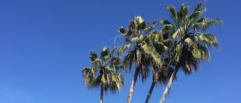 Alberca