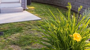 A house with a garage door labeled '257', a front yard with a grassy lawn and a brick wall, and a small yellow flower in the foreground.