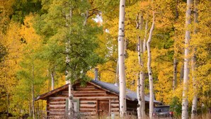 A log cabin surrounded by birch trees in autumn. - Porcupine Cabin - A Classy-Rustic Gem (Clark)