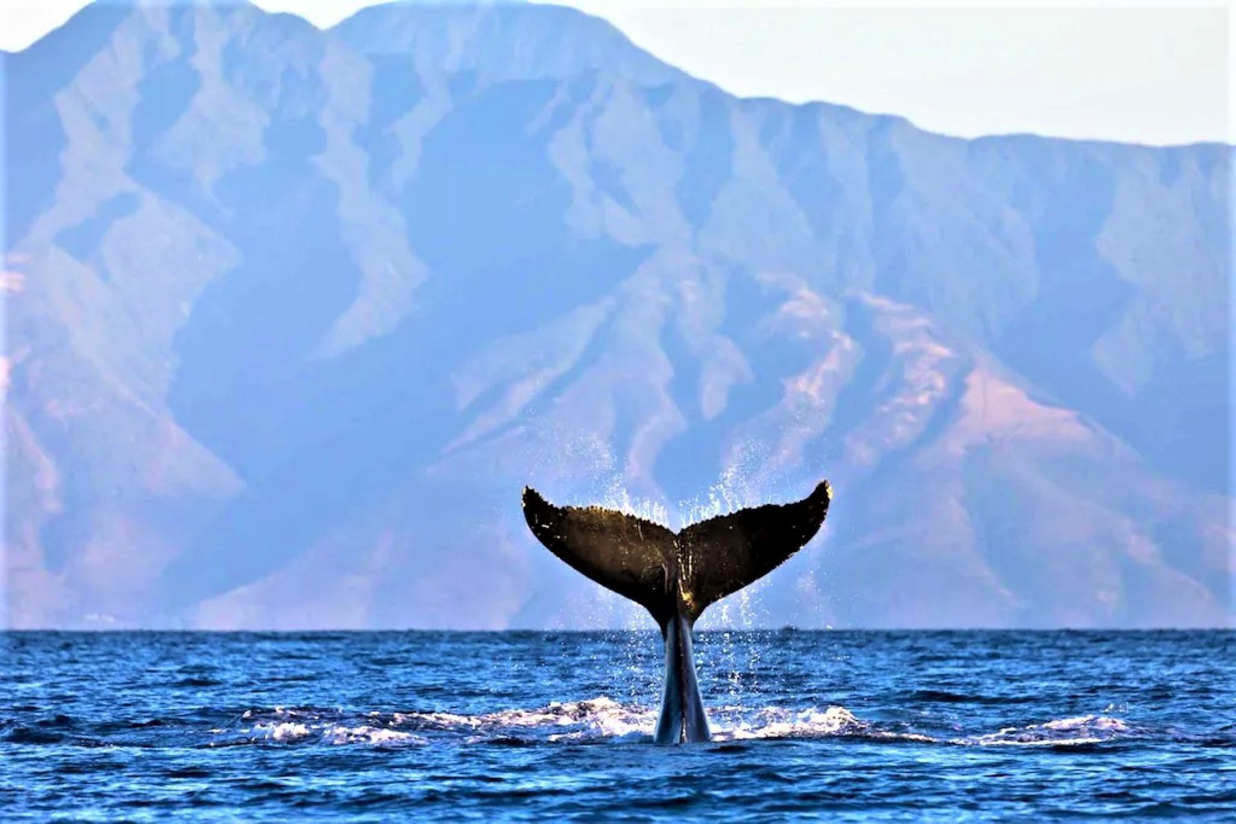 De staart van een walvis boven water, met een berg op de achtergrond.