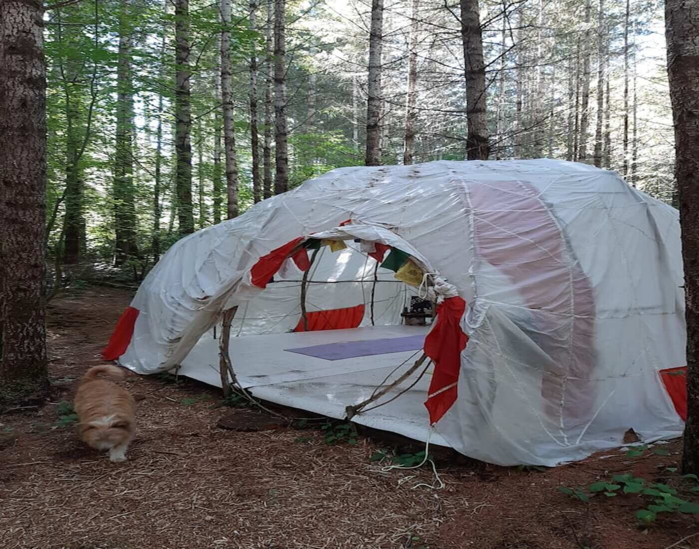Una tienda de campaña montada en un bosque, con una zona para dormir en su interior.