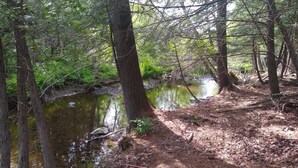 Ein bewaldetes Gebiet mit einem Bach und einem Feldweg.