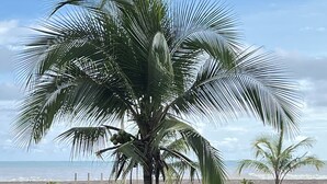 Un palmier avec des noix de coco sur une plage.