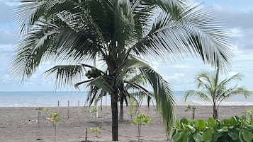 Plage, chaises longues