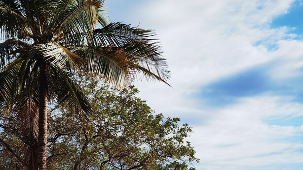 A beach with a palm tree and dense foliage. - Hotel Georgi CR (Veintisiete de Abril)