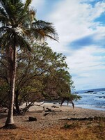 Una playa con una palmera y vegetación exuberante.