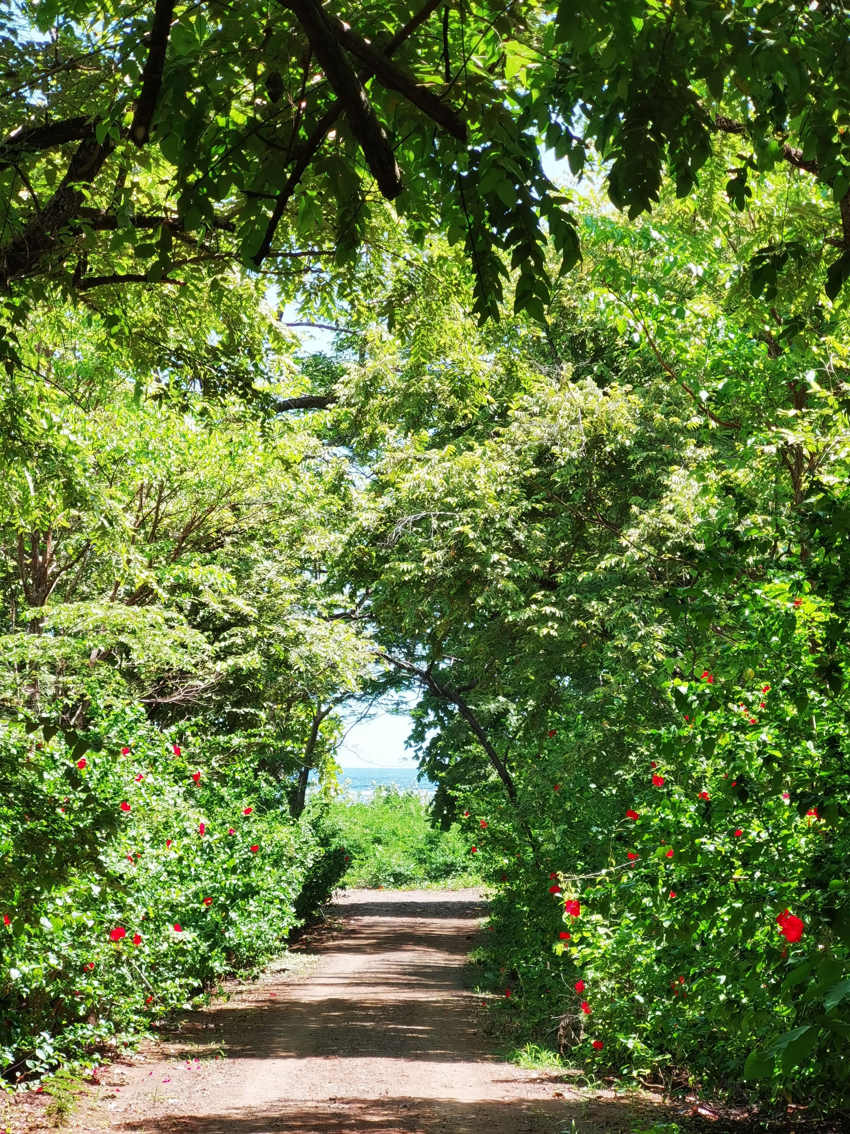 Un sentier bordé d’une végétation luxuriante et de fleurs rouges, qui mène à un point de vue éloigné.