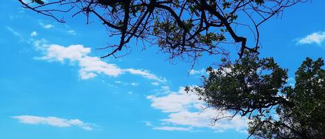 A beach with waves, a clear sky, and a tree.