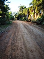 Un camino de tierra flanqueado por exuberante vegetación y palmeras, que conduce a un edificio con techo rojo y entrada arqueada.