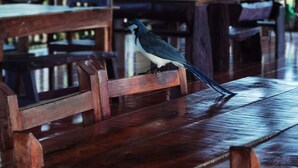 A wooden bench with a bird perched on it, under a covered area with tables and chairs. - Hotel Georgi CR (Veintisiete de Abril)