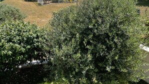 A pool area with a view of a building with multiple balconies and a red-roofed structure. - House with beautiful view, swimming pool, beach 5 min walk (Dives-sur-Mer)