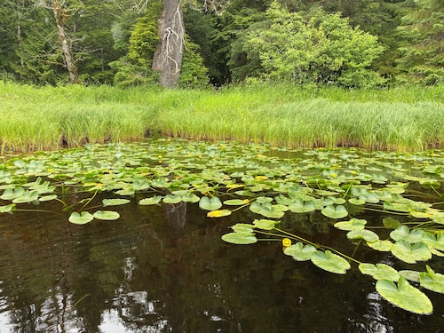 Cozy & Quiet Cabin 2 minutes from Coffman Cove Harbor - 16' Skiff & Van avail.
