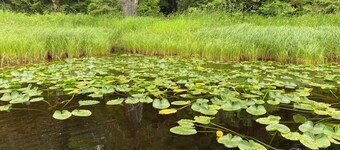 Cozy & Quiet Cabin 2 minutes from Coffman Cove Harbor - 16' Skiff & Van avail.