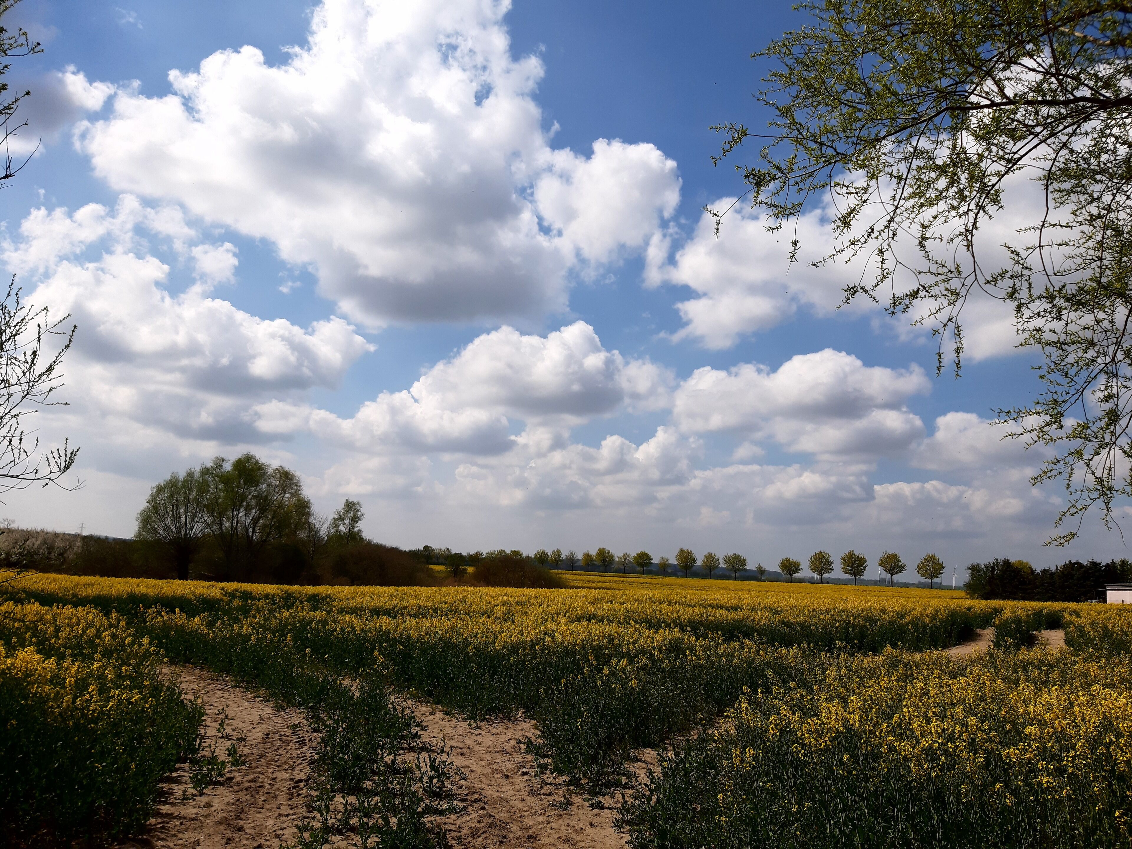 A field of yellow flowers with a dirt path leading through it.