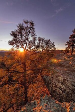 A tree with a clear view of the sun setting in the background. - Forest Cabin 5 Old Glory (Payson)