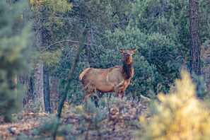 Property grounds - Forest Cabin 6 Enchanted Forest (Payson)