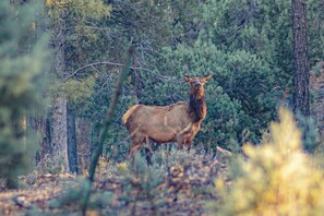 A forested area with a single elk standing among trees.