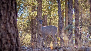 A deer in a forest with tall trees and rocky ground.