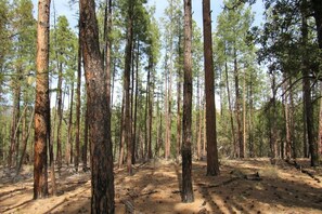 Un bosque denso con altos pinos y suelo de tierra.