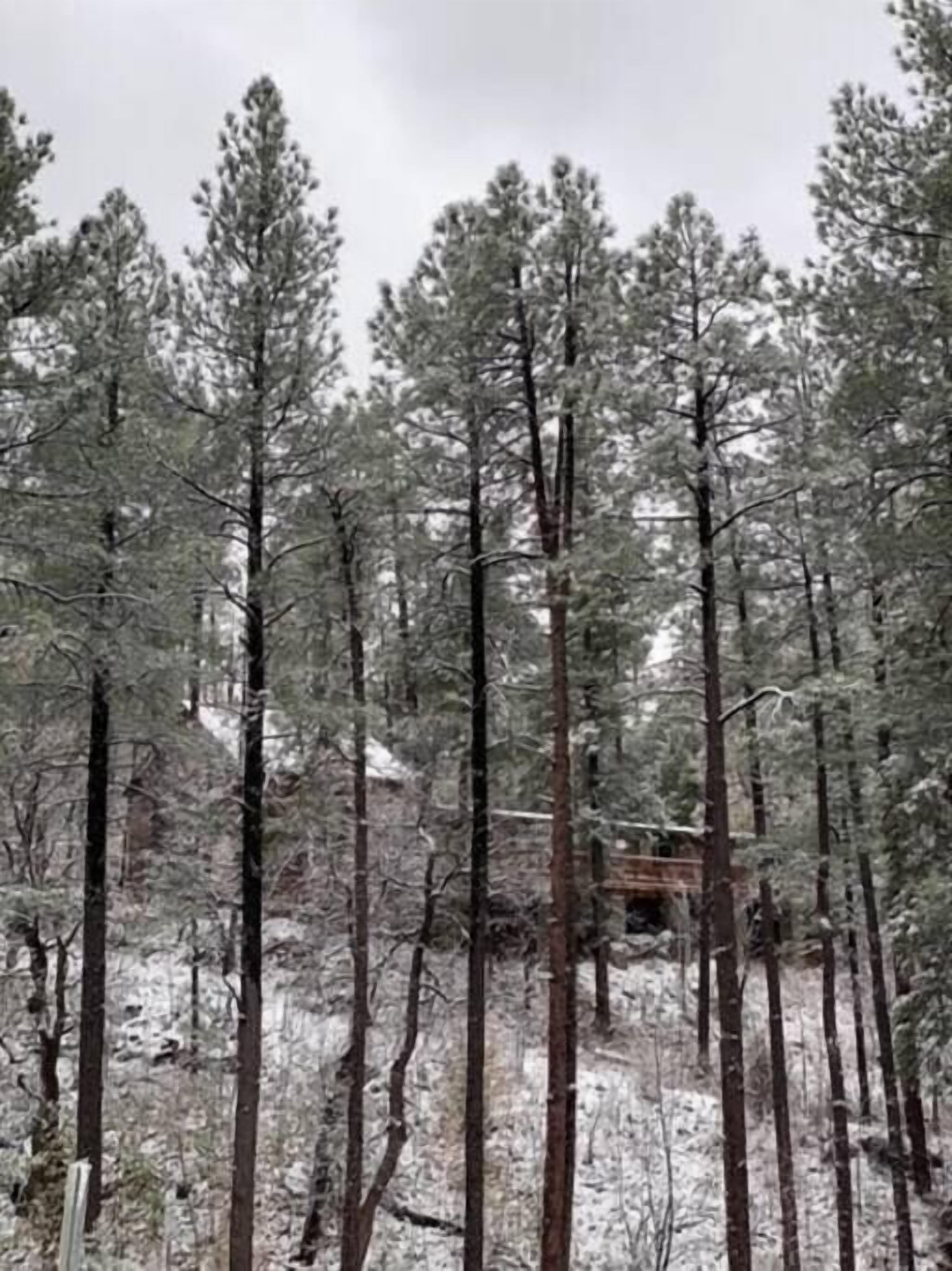 A forest with tall pine trees and a wooden structure in the background.