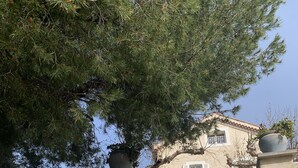 Una escalera de piedra que lleva a un edificio con un balcón y una planta grande en maceta.