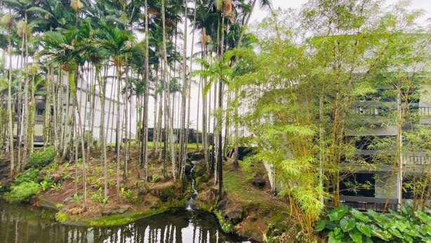 A serene garden with a pond, tall palm trees, and bamboo. - Hilo SunShine Rental.2bds1ba,common swimming pool. (Hilo)