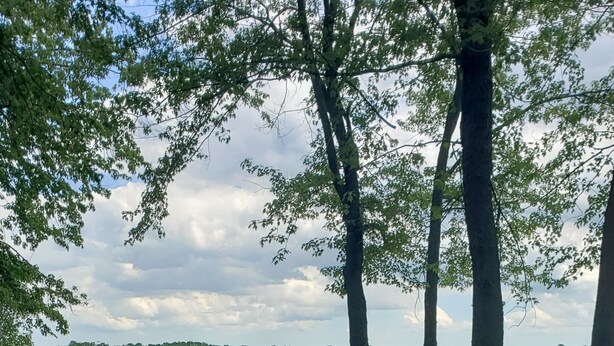 Een gazon met een steiger die in een meer uitloopt, omringd door bomen.