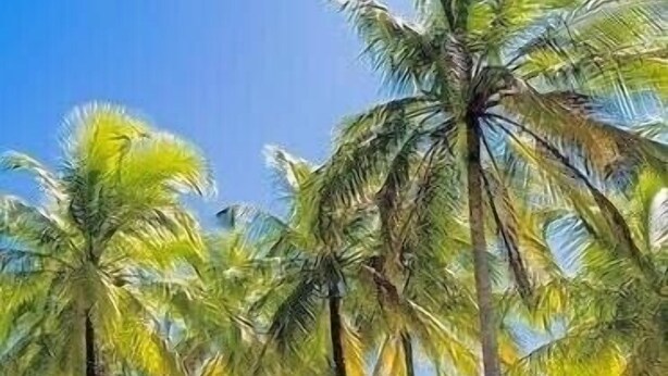 A beach with palm trees and a clear blue sky. - Luxury Oceanfront View Villa with Chef, Housekeeping and Concierge Services (Puerto Carrillo)