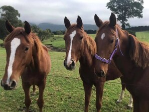 Three horses standing in a grassy field with a fence in the background.