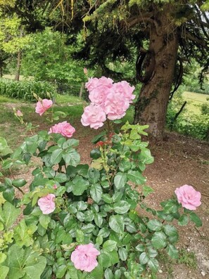 Exterior detail - Jolie Villa Dans LA Verdure ET LE Calme (Hautefage-la-Tour)