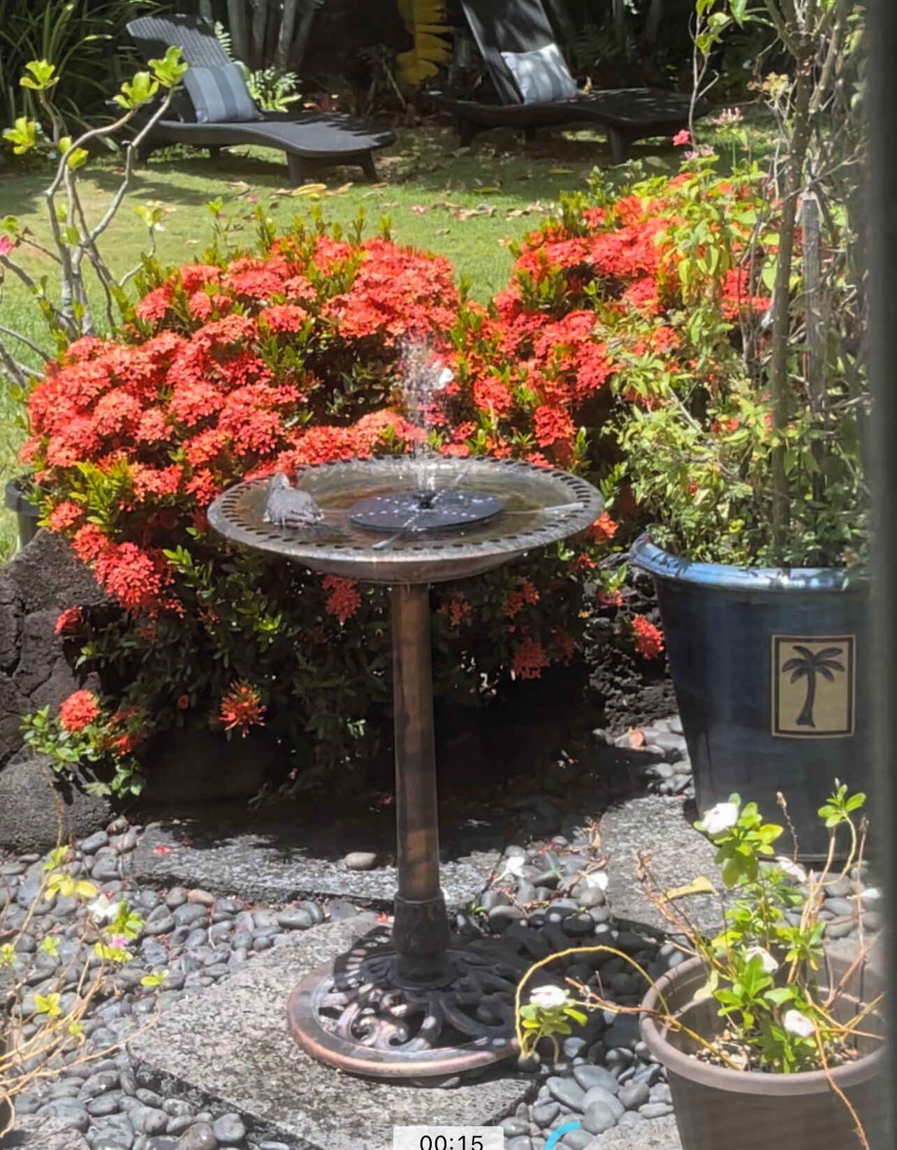 A garden with a birdbath surrounded by red flowers and a palm plant.