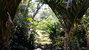 Un sendero serpentea por un jardín con diversas plantas y árboles.