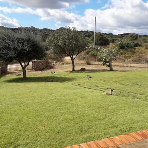 A grassy field with trees and a stone wall.