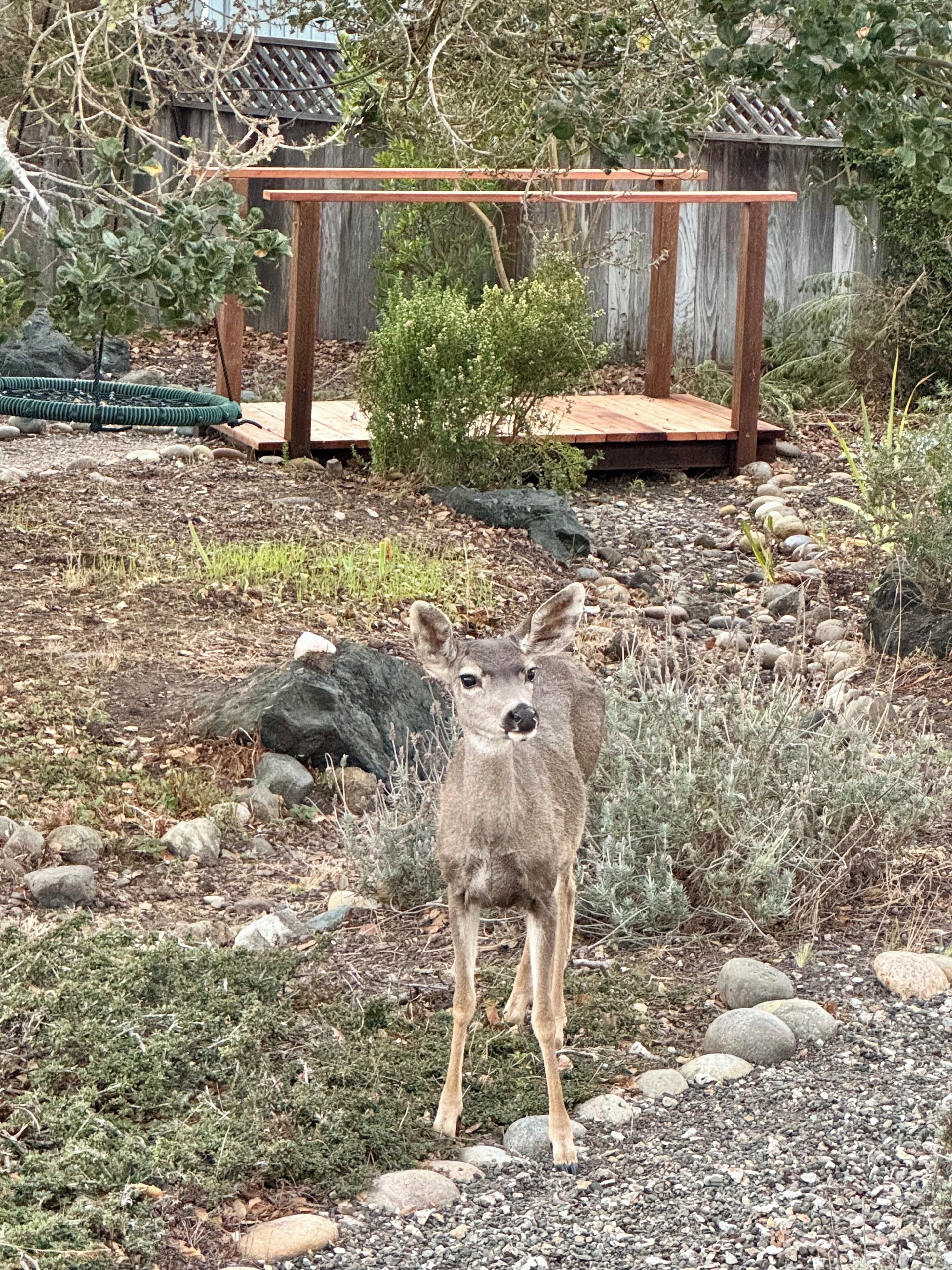 A deer standing in a garden with a wooden pergola and a small tree in the background.